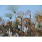 Papyrus de l'Okavango