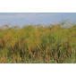 NaBo11_d60_3680a