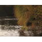 Uganda - papyrus plants over the water