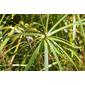 Cyperus involucratus