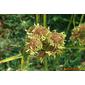 Cyperus sp.