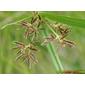 Junça-ordinária; Albafor; Junça // Galingale (Cyperus longus)