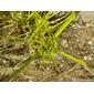 Junção // Tall Flatsedge (Cyperus eragrostis)