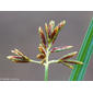 Junça-ordinária; Albafor; Junça // Galingale (Cyperus longus)