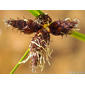 Triângulo; Junquilho-dos-salgados // Cosmopolitan Bulrush (Bolboschoenus maritimus)